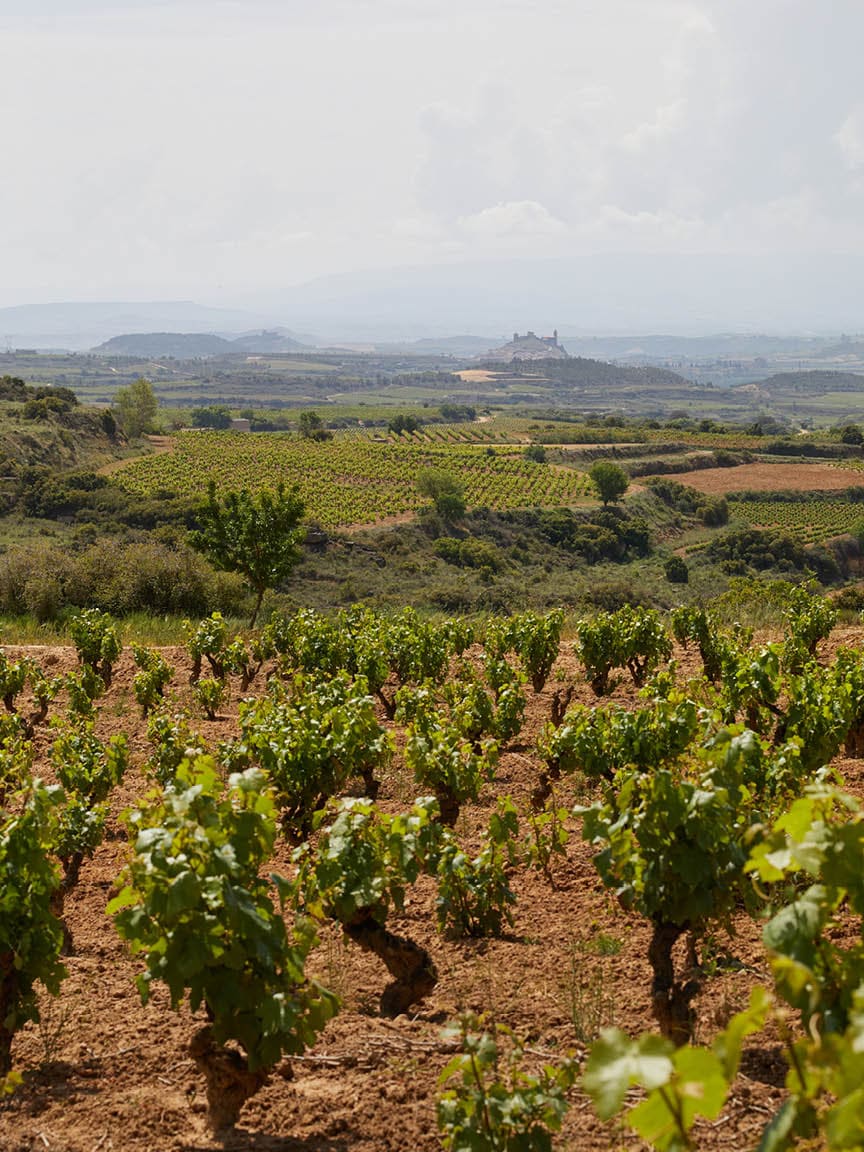 Maze Row Rioja Wine Trail