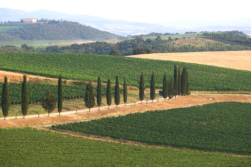 Maze Row Wine Trails of Tuscany Montalcino Val D'Orcia