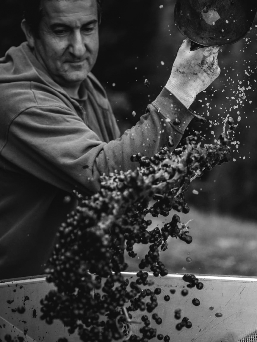 Harvest in Montalcino Maze Row Wines