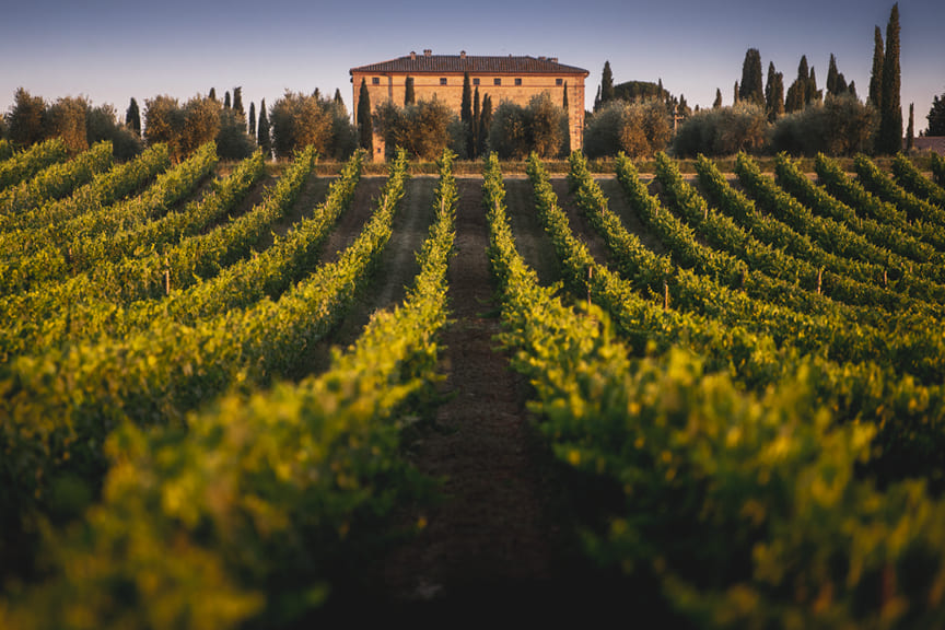 Argiano Estate Maze Row Wines