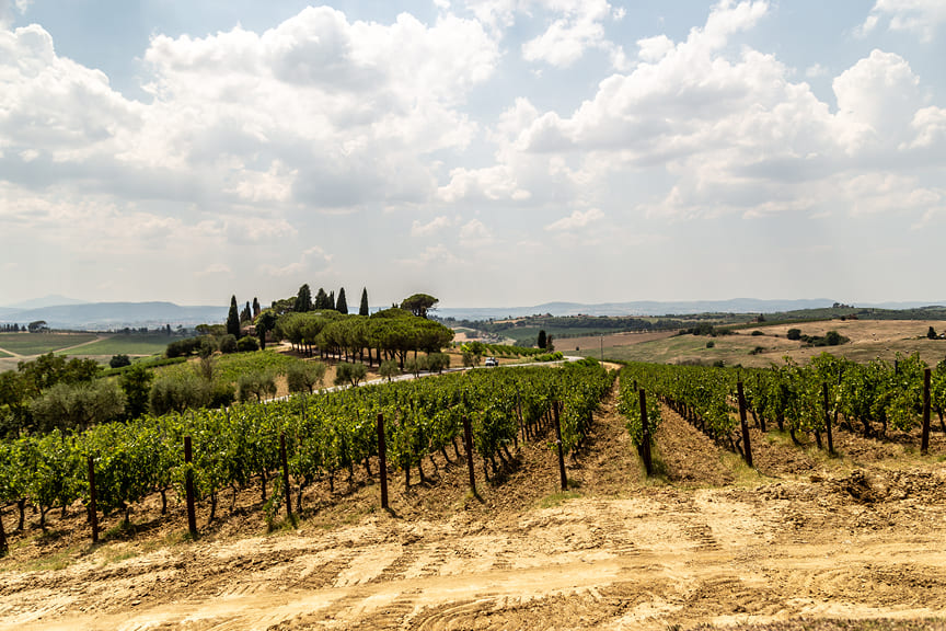 Maze Row Wine Trails Wine Trails of Italy MONTALCINO