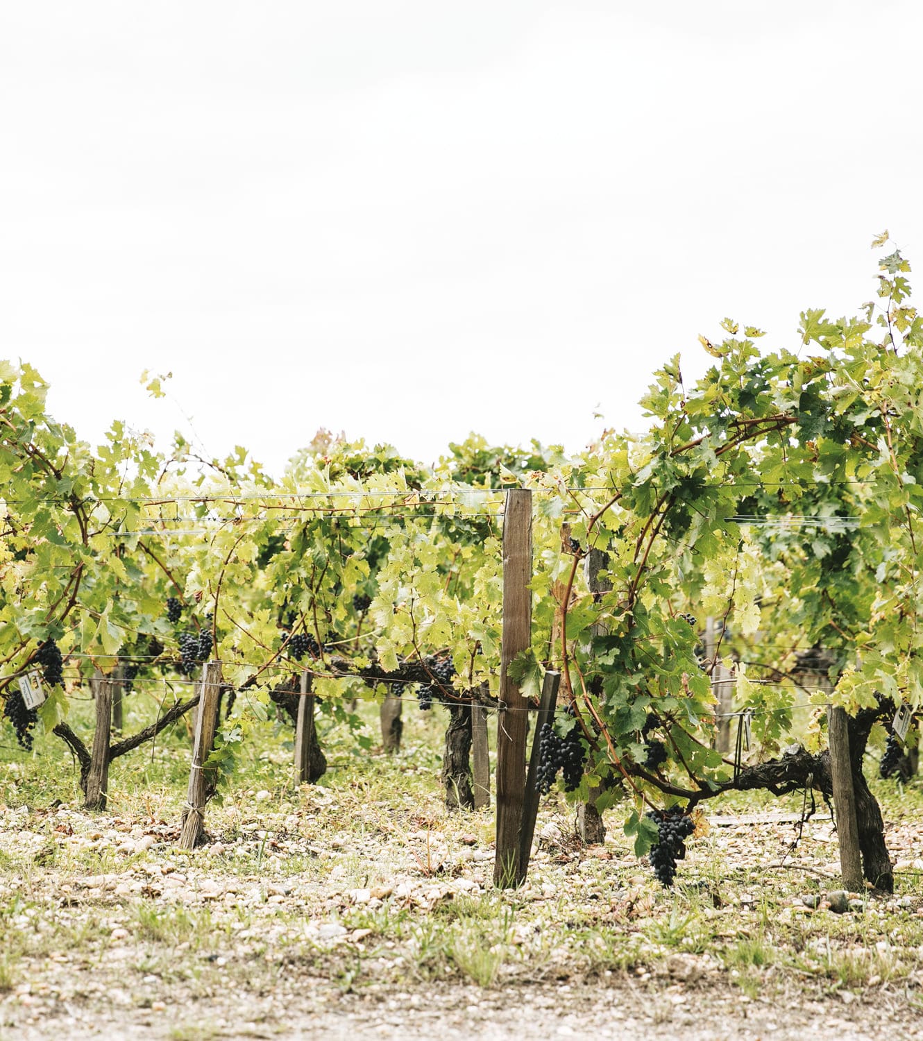 Maze Row Wines Organic Bordeaux