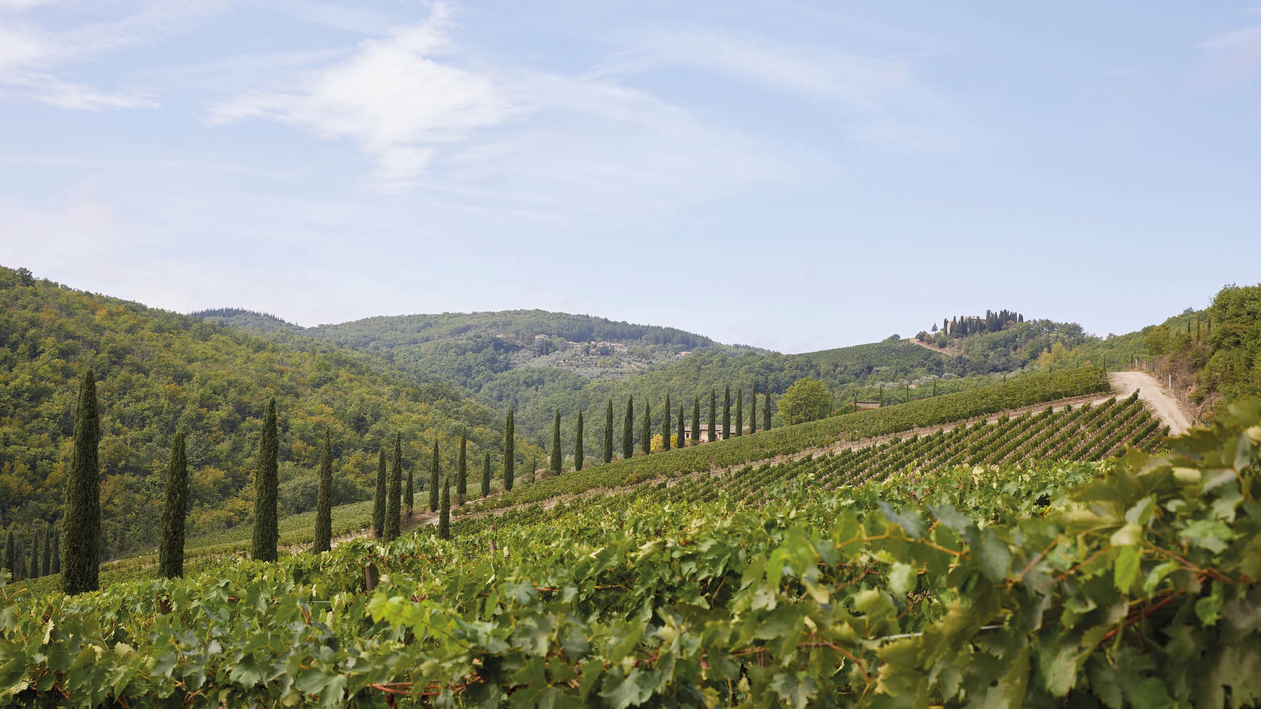 Brancaia Wine Estate Tuscany Maze Row