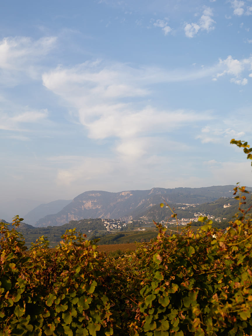 Maze Row Wine Trails of The Alto Adige