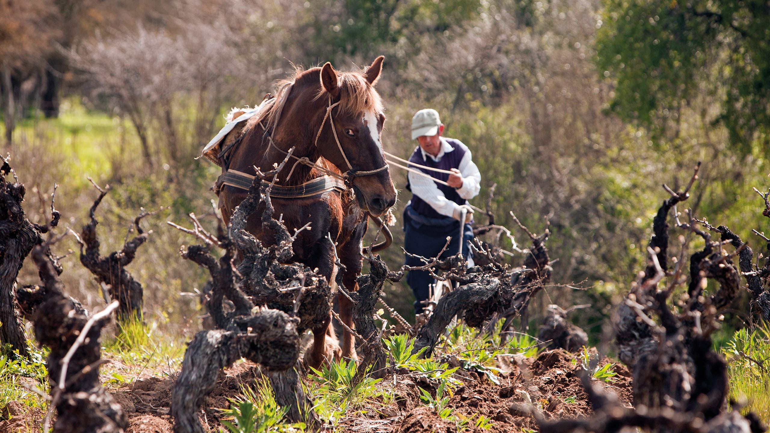 Maze Row Wines - Plowing between País ancient vines in the Bagual vineyards.