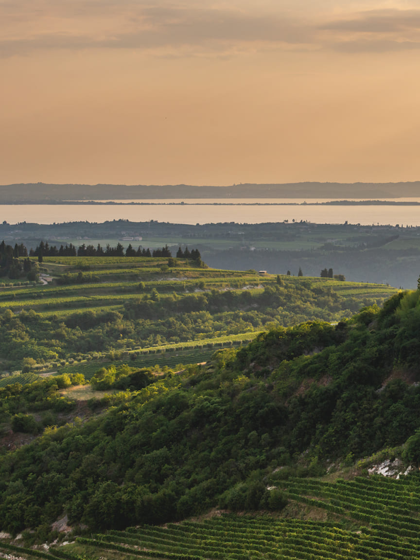 Allegrini estate near Lake Garda for Maze Row