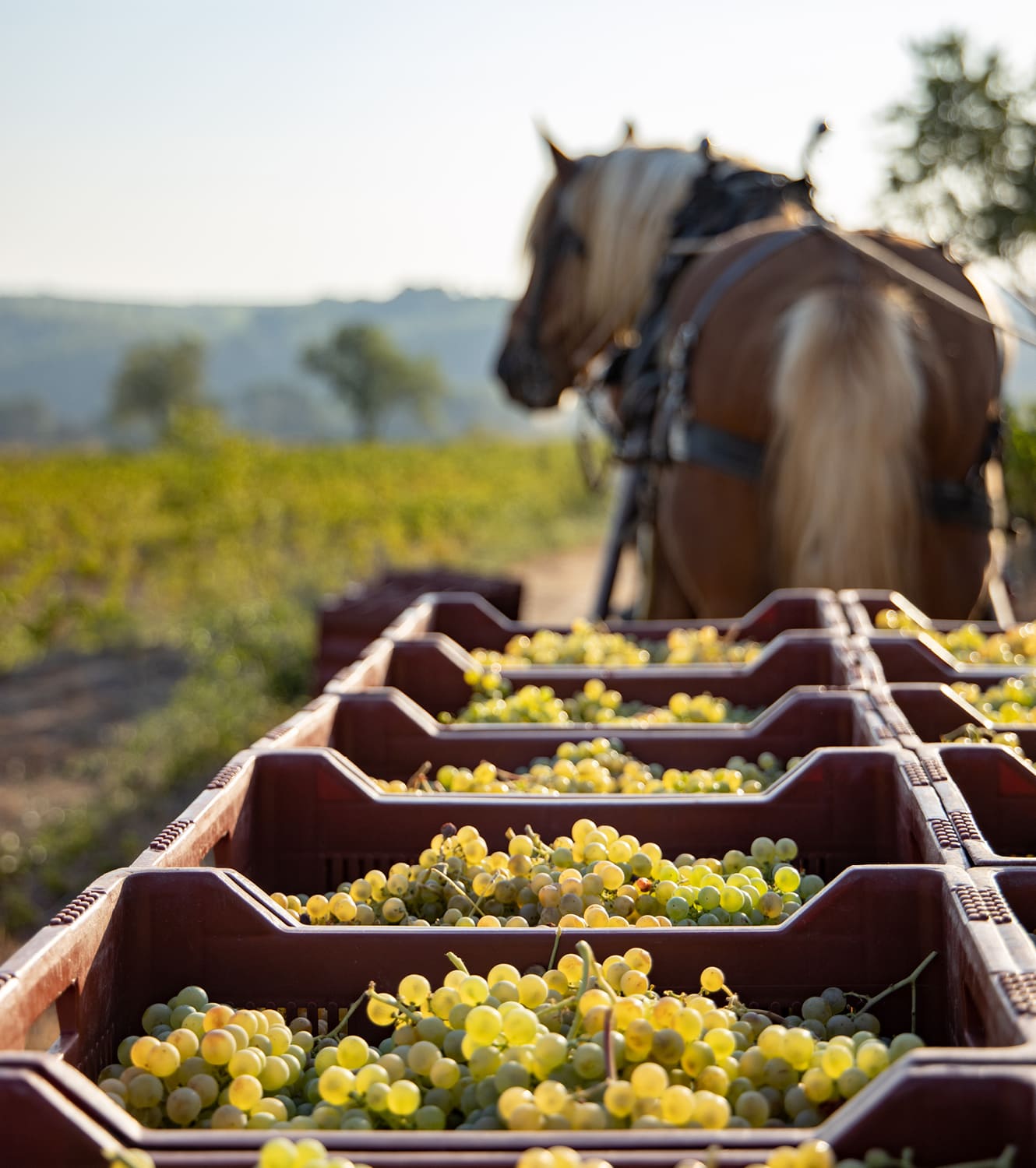 New wave Spanish wines for Maze Row