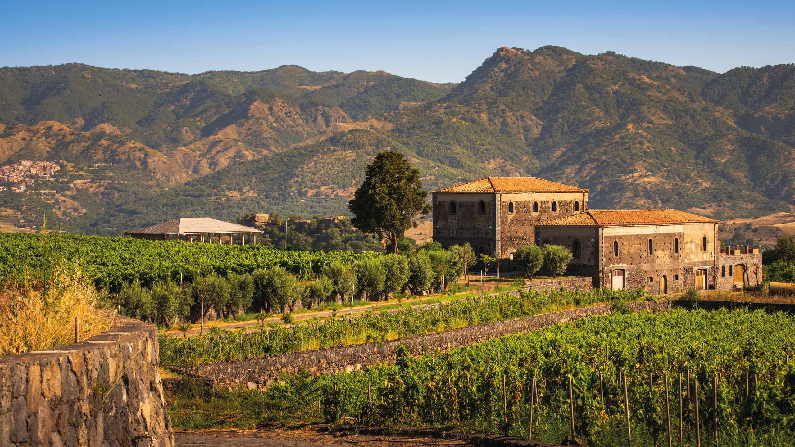 Tornatore and Wines of Sicily from Mount Etna, an article in Maze Row Voices Wines of Sicily from Mount Etna including Tornatore, Maze Row Voices
