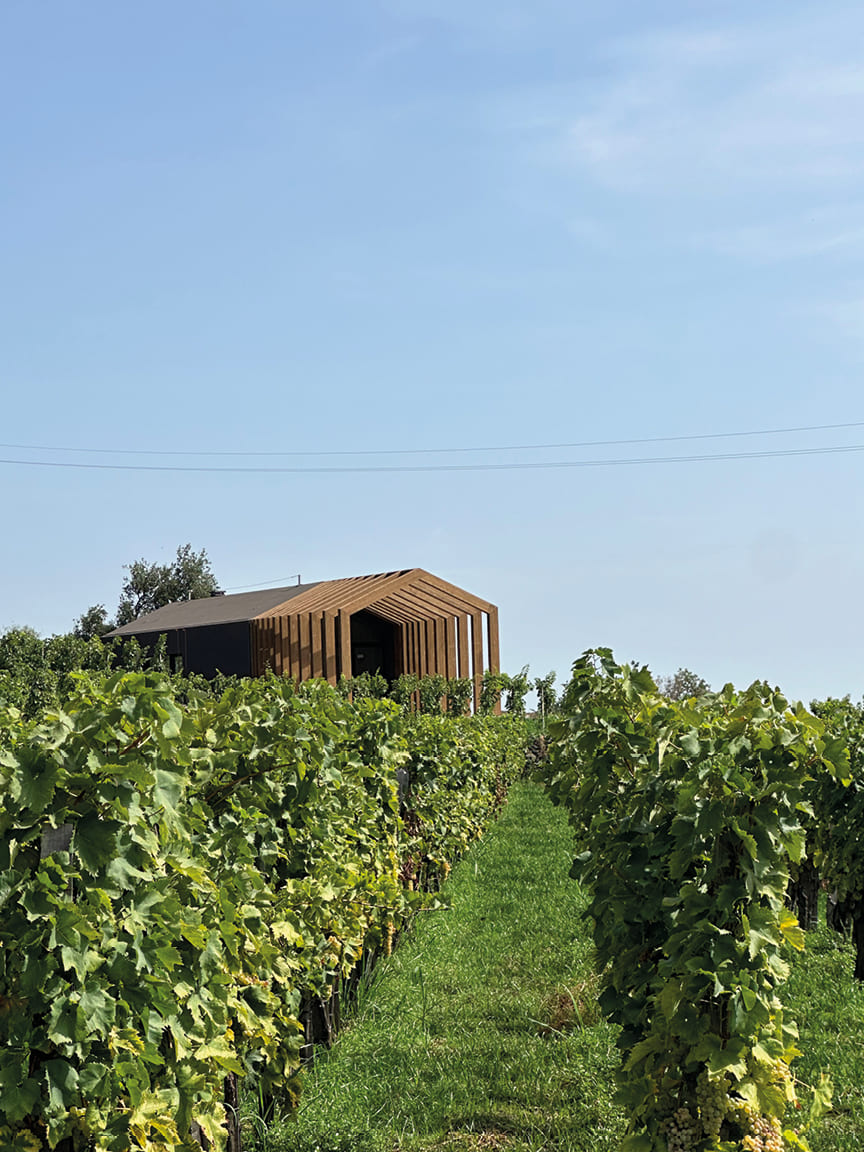 Wines of Sicily from Mount Etna in an article in Maze Row Voices Maugeri winery is a newer project on these eastern terraces of Mount Etna in Sicily